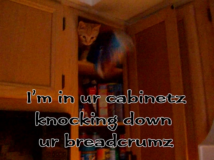 Jasper-LOLcat-large.jpg