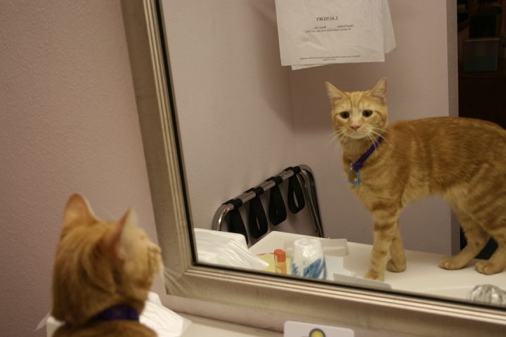 IMG_0181.JPG - I have never seen him react to a mirror like he reacted to the mirror in our motel room that night.