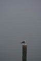 IMG_0185