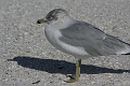 IMG_0279