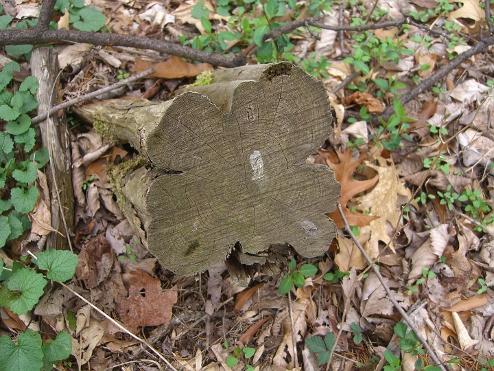 CIMG3167.JPG