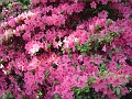 DSC01932