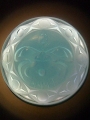 CIMG0454