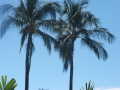 DSCF2608
