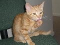 070530-NamelessCat