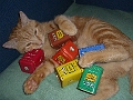 070809-StuffOnMyCat
